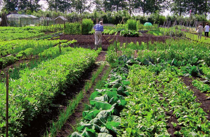 EFFECTIEVE MICRO-ORGANISMEN IN DE TUIN Effectieve Micro-organismen in de tuin maakt kunstmeststoffen en gewasbeschermings middelen zo goed als overbodig.