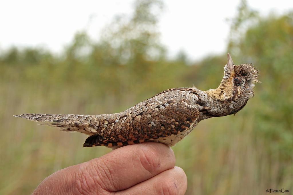 Draaihals (Foto Pieter Cox) Dankwoord: Aan Sibelco voor de toelating om op hun eigendom te mogen ringen Aan alle trektellers voor de mooie samenwerking Aan het Belgisch ringwerk, Koninklijk Belgisch