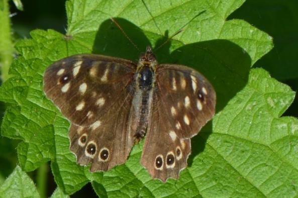 14 Oktober is eigenlijk te laat om nog veel insecten te zien maar met temperaturen van boven de 20 C nodigde het toch uit om nog een keer met de groep te gaan wandelen.