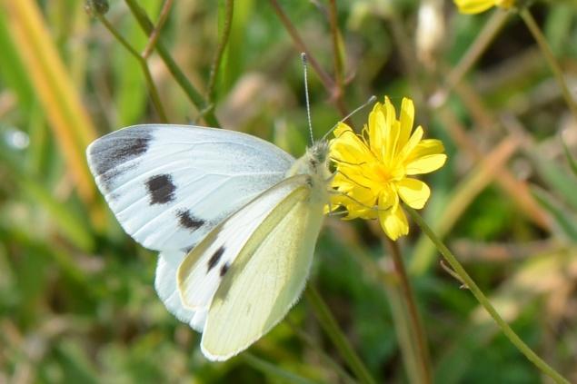 We hebben de volgende insecten gezien: Kleine vuurvlinder, Bont zandoogje, Pop van het groot koolwitje, Bruin rode heidelibel, Blauwe glazenmaker, houtpantserjuffer.