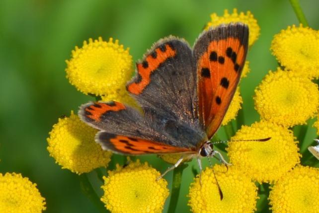 Lycaenidae (blauwtjes, kleine pages en vuurvlinders) 8. Boomblauwtje 9.