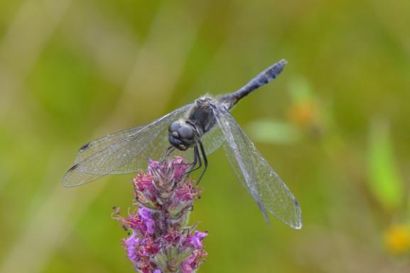Waargenomen libellen in de Steilrand Onderstaande libellen zijn in 2017 waargenomen in de Steilrand (bron: eigen