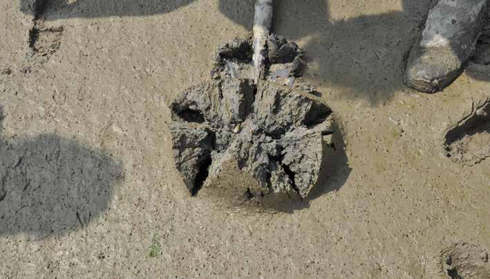 ONGEWERVELDE BODEMDIEREN: EEN ESSENTIEEL ONDERDEEL VAN HET ECOSYSTEEM Ongewervelde bodemdieren zijn soorten zoals wormen, schelpdieren en kreeftachtigen die in en op de bodem van de Schelde leven.