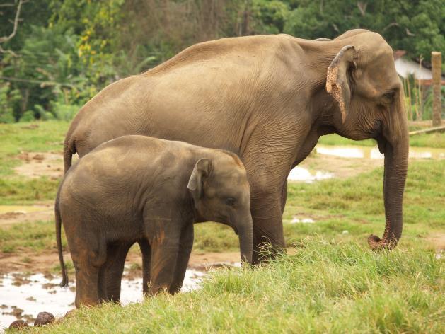 wordt Sri Lanka ook wel genoemd, ligt ten zuiden van India.