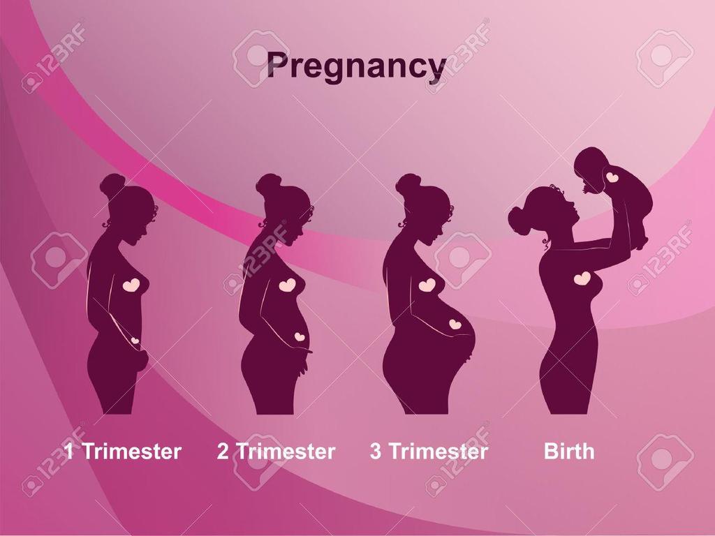 Zwangerschap Duurt 40 weken (38 wkn na conceptie) 1 e trimester: 1-14