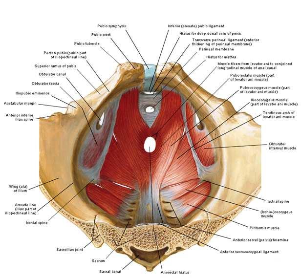 Anatomie bekkenbodemmusculatuur oppervlakkige bekkenbodemspieren: - m. bulbocavernosus - m. ischiocavernosus - m.