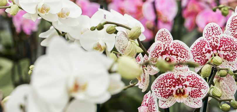 Phalaenopsis Liever te donker dan te licht In het voorjaar neemt niet alleen de daglengte toe, ook de lichtsom per dag neemt toe, maar ook dagen met lage luchtvochtigheden.