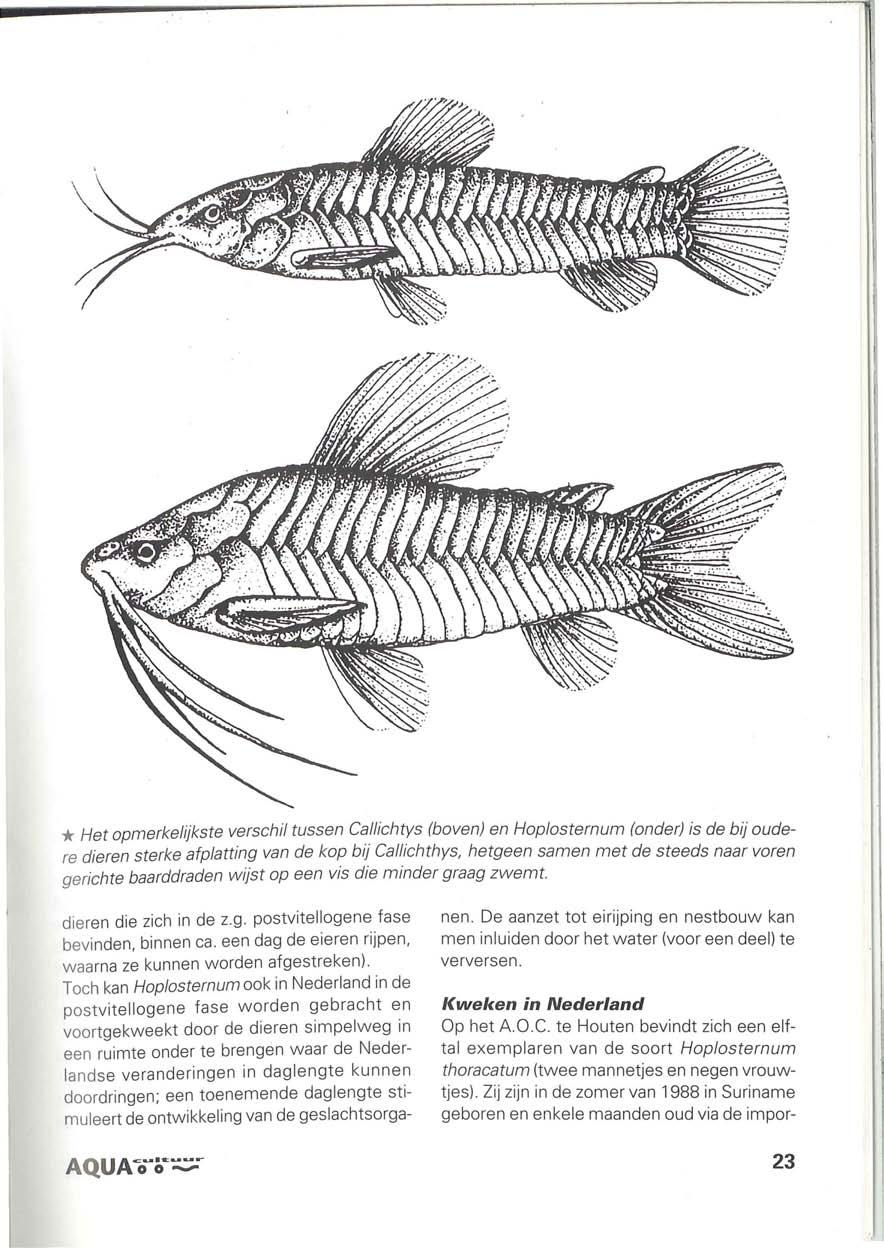 * Het opmerkelijkste verschil tussen Callichtys (boven) en Hoplosternum (onder) is de bij oudere dieren sterke afplatting van de kop bij Callichthys, hetgeen samen met de steeds naar voren gerichte