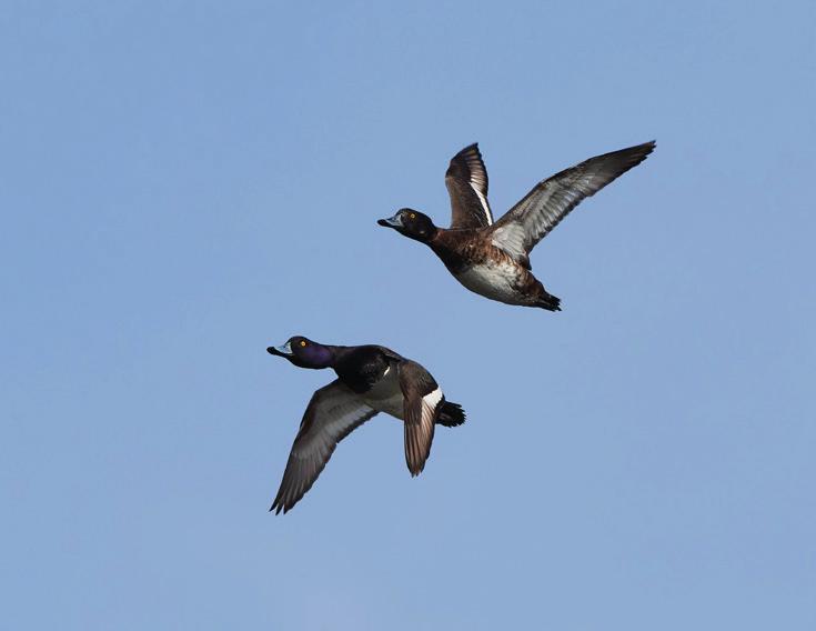 c. Het aanleggen van natuurvriendelijke oevers bij alle wateren. 10. Natura 2000 is een Europees netwerk van beschermde natuurgebieden.