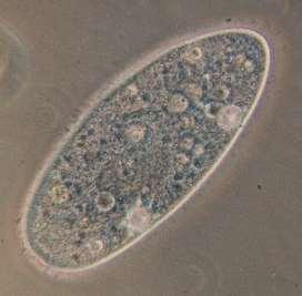 Eencellige dieren Kenmerken eencelligen: niet symmetrisch geen