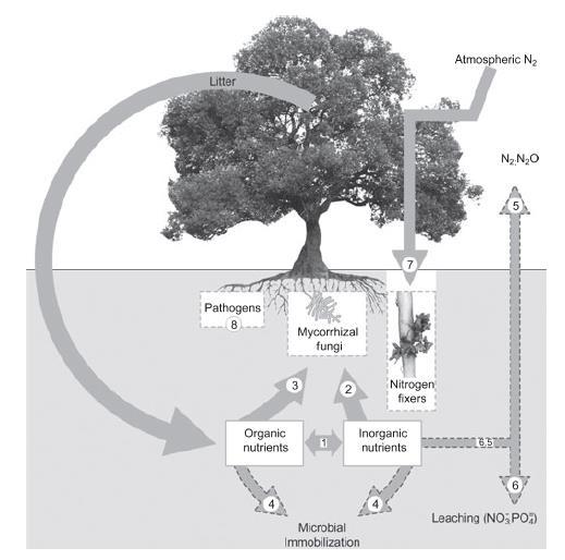 N kringloop Strooisel versnipperd door bodemfauna en door schimmels en bacteriën gemineraliseerd tot NH4 + NH4 + door nitrificerende bacteriën geoxideerd