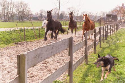 Locatie Van Dieren Coaching Locatie Kifungo Jouw bijdrage; Voorafgaande aan deze reis is er een informatie bijeenkomst.