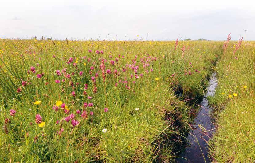 Rode regenwormen: sleutelspelers voor boerenlandbiodiversiteit Jeroen Onrust, Eddy Wymenga & Theunis Piersma Niemand zal het belang van regenwormen voor een ecosysteem ontkennen.