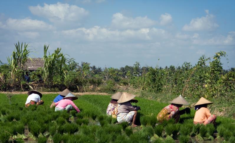 Bij helder weer kunnen we de imposante top van de berg Rinjani zien. De wandeling wordt door een vrouwelijk gids begeleidt. Zij maakt deel uit van de vereniging van vrouwelijke gidsen.