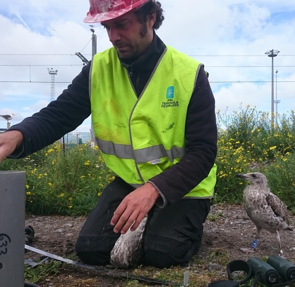 Monitoring van kustbroedvogels in de SBZ-V Kustbroedvogels te Zeebrugge-Heist en de westelijke voorhaven van Zeebrugge tijdens