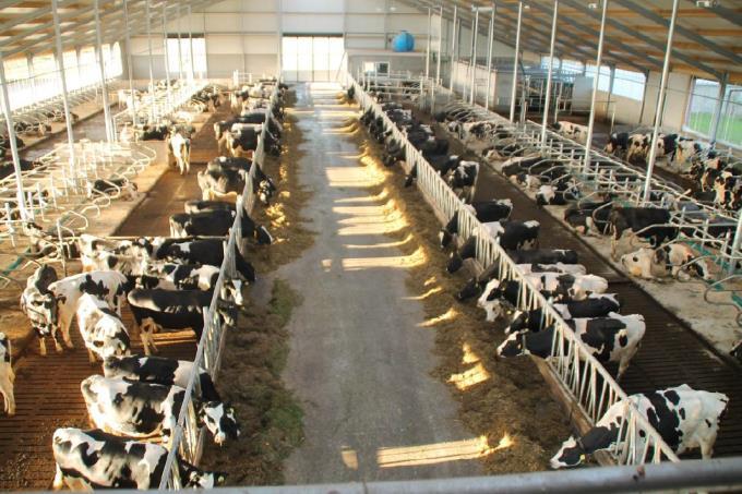 Identificeren van koeien en varkens Meer maatschappelijke aandacht voor manier waarop vee leeft Monitor gedrag: Stress, voldoende eten,