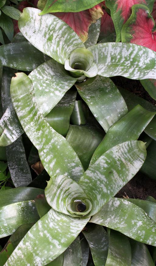 2. Vorm en functie Vlinderpaviljoen 1 Bomen, dieren en planten zien er allemaal anders uit. Het is niet zomaar dat ze er zo uitzien: elke vorm heeft een functie. Kijk zelf maar.