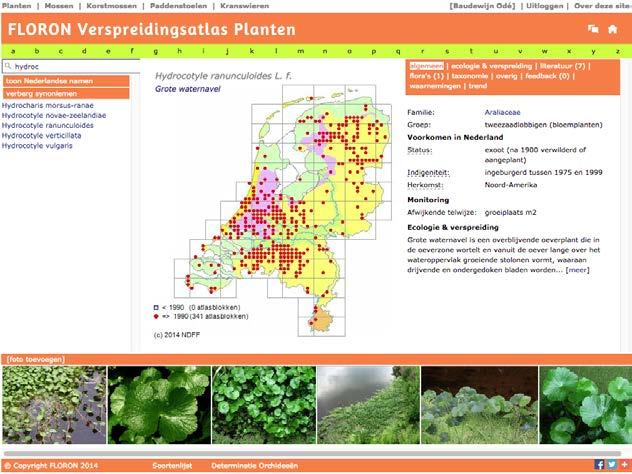 Figuur 1: Screenshot van Verspreidingsatlas.nl met de pagina van Grote waternavel, met kaart, informatie, tekst over ecologie en verspreiding en foto s.