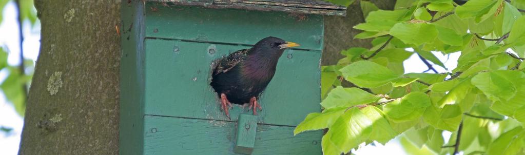 8. RINGRESULTATEN 2017 De ringinspanningen in 2017 waren beslist niet minder dan in 2016, maar het aantal geringde vogels was aanzienlijk minder.