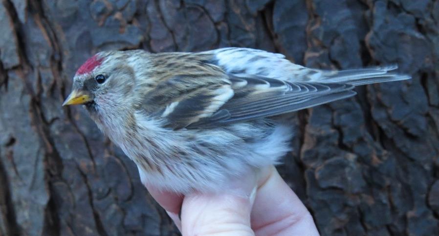 GERINGDE VOGELS De ooievaars hadden een heel goed broedseizoen met 6 geslaagde broedsel, waarvan 5 broedsels werden geringd met in totaal 19 jongen.