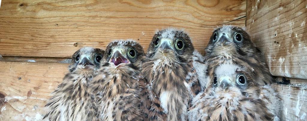 Het aantal nestkasten met 5 of 6 jonge torenvalken was beperkt in 2017 Torenvalken, echte muizenjagers, hadden in 2017 kleinere broedsels en slechts in enkele nestkasten werden 6 jonge torenvalken