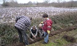 Klassen en jeugdgroepen doen het graag. Nadat een geul gegraven is worden de jonge struikjes voorzichtig geplant. Het planten wordt in de winter gedaan. En dan?
