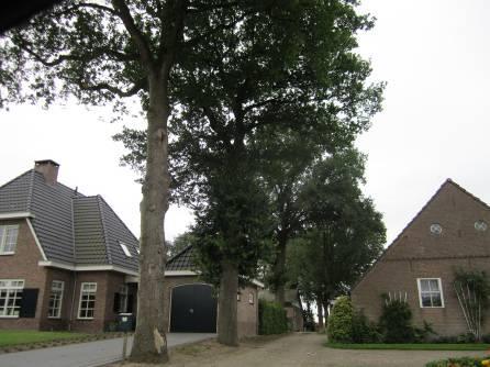 Koelmansstraat 15b Eik, zomer Quercus robur