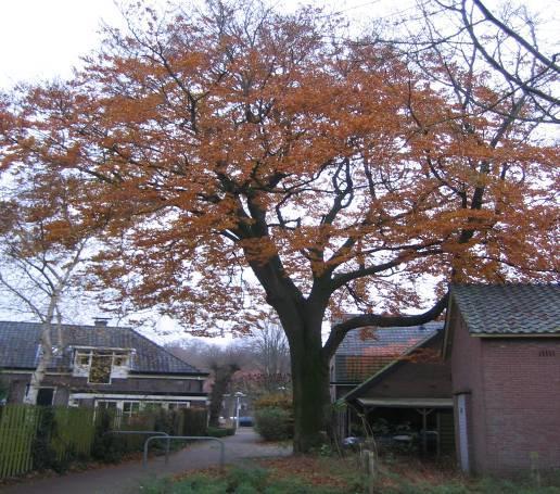 Lage weide 2 Beuk, rode Fagus sylvatica Atropurpurea Criteria: Basis 1,2 A,C, D Plantjaar 1890 J.H.W.