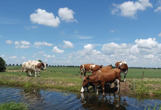 De tuinbouw maakt steeds meer plaats voor natuur en recreatie.