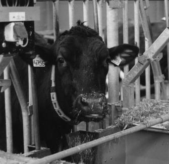 zenuwachtig naar de koe te kijken of ze tochtig wil worden. Hoogproductieve koeien kun je met een gerust hart later insemineren.