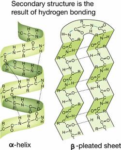 1.2. STRUCTUUR VAN EIWITTEN Primaire structuur: polypeptide Elk aminozuur heeft een carboxylgroep en een aminogroep.