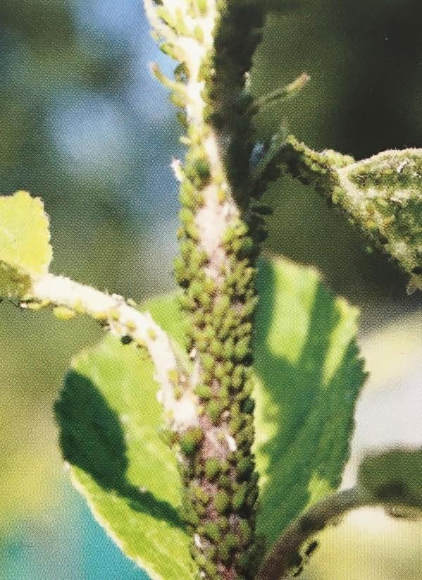 Bladluizen Kleine ( 2-3mm) ovale, zwarte, grijze of groene insecten. Leeft in kolonies aan de onderkant van de bladeren. Zitten meestal op groeipunten zoals toppen van jonge stengels.