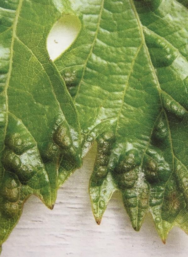druivenbladgalmijt Aantasting van bladeren van druivelaar. Klein spinnetje die larven (0.15mm) voortbrengt. Meerdere generaties per seizoen mogelijk.