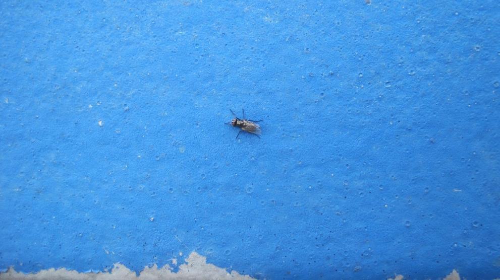 Afbeelding 5: Vliegend insect op duwbak.