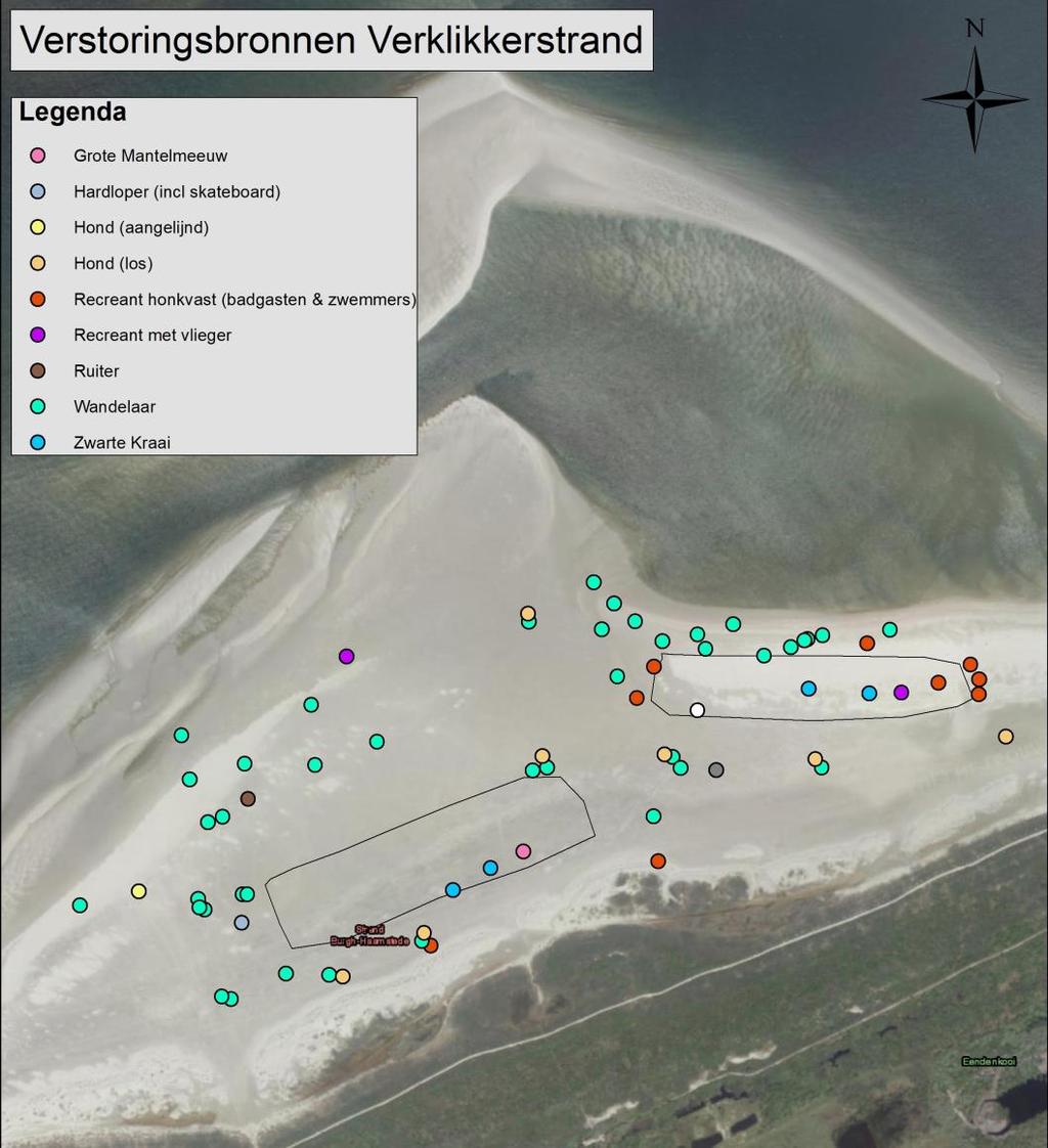 Figuur 3.2. Waargenomen verstoringsbronnen op het Verklikkerstrand tijdens de bezoeken. Alleen de verstoringsbronnen in de buurt van de twee afzettingen zijn genoteerd. 3.3.2 Menselijke verstoring De meest vastgestelde verstoringsbron zijn wandelaars (n=139), vervolgens de badgasten (n=16) en honden (n=13) waarvan de meeste loslopend.