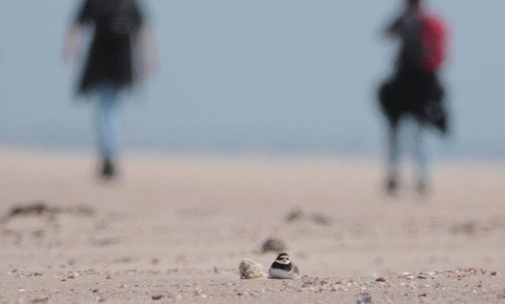 Broedende bontbekplevier met recreanten op de achtergrond op strand Oranjezon, 15 mei 2017 (foto Maarten Sluijter) 3.