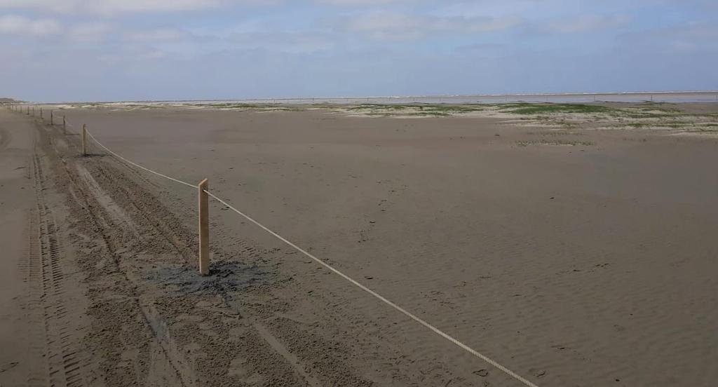 Een lokaal paar zwarte kraaien werd enkele malen waargenomen op het strand, ook binnen de twee afzettingen.