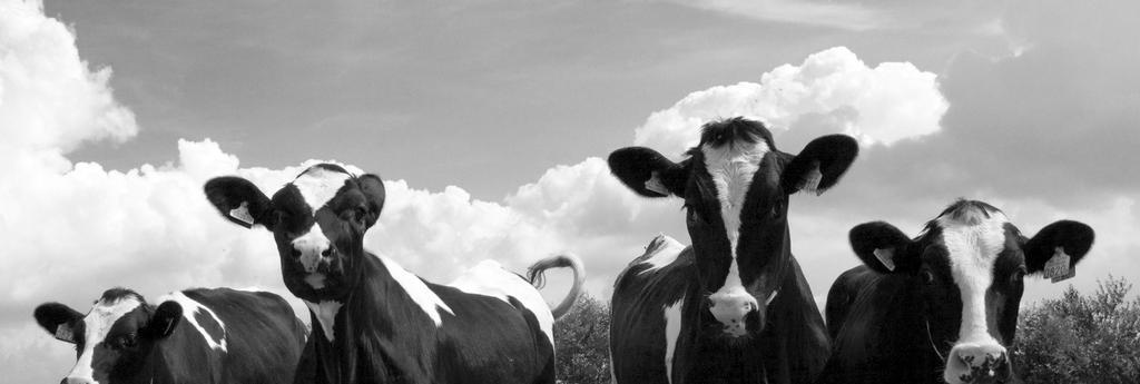 Productieve levensduur van de koe = In de wereld? In USA? In Holland? Beste 1% boeren in NL?