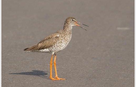 Tureluur Veldleeuwerik Tureluur turuluur heeft zwarte snavel met rode basis en de bovenzijde is bruin, borst en flanken gestreept en lichte oogring en wenkbrauwstreep. De poten zijn rood.