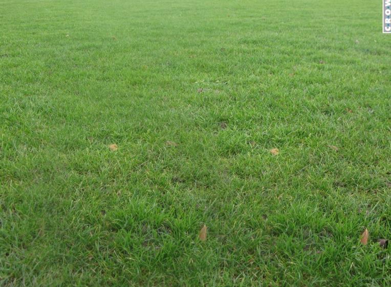 10.8 KWALITEIT GROEN: GAZONS Groen gras gazon graslengte A niveau Het gras is voldoende kort voor het gewenste doel en