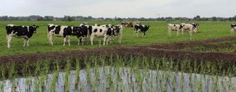 2 Innovatieve technieken: bodemverbetering en natte teelten Ook deze experimenten passen binnen het programma Klimaatslim boeren op veen.