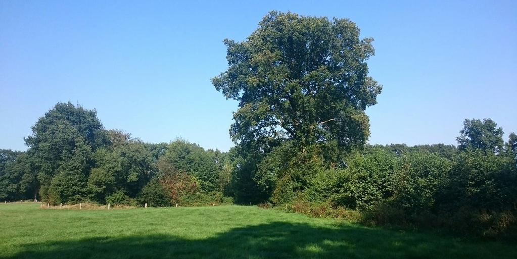 Mureau Advies Bijlage 2: Inrichting en beheer Bossingel Eindbeeld Een bossingel is een vrijliggend lijnvormig landschapselement, met een opgaande begroeiing van inheemse bomen en struiken, met een