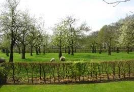 Mureau Advies Hoogstamfruitboomgaard Eindbeeld Een boomgaard met hoogstamfruitbomen (appel, peer, pruim, kers), waarvan de kroon op een hoogte van minimaal 150 centimeter boven de stamvoet begint en