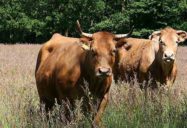 Een eindje om met Het Drentse Landschap Wandelroute Landgoed