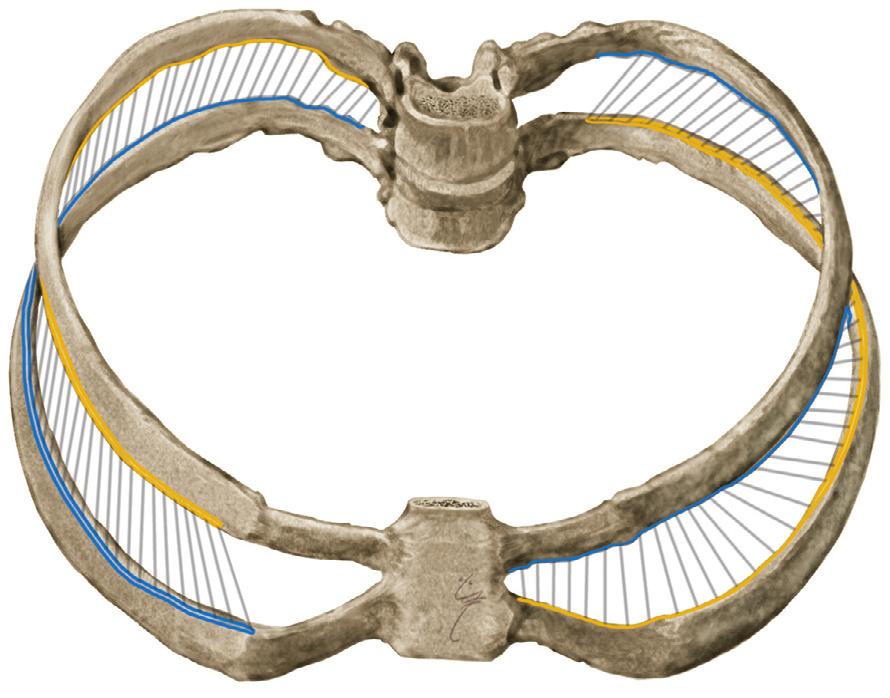 Borst-(tussenrib)spieren 2 4.B Eigenlijke borstspieren (gewrichtsspieren van de ribben). Oorsprong en aanhechting op thoraxskelet, vooraanzicht. 0 Mm.