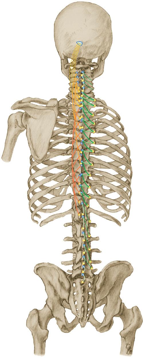 Autochtone rugspieren mediale tractus 1 4.Fa Spinale en transversospinale spieren. Autochtone rugspieren, mediale tractus (mm. dorsi proprii m.