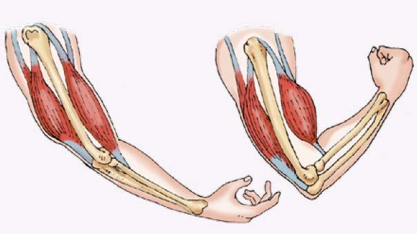 Vaak werken twee spieren samen, bijvoorbeeld de spieren in je bovenarm.