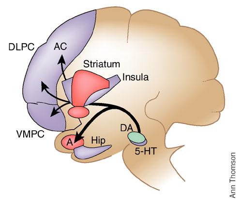 Orbitofrontale prefrontale circuit: inhibitie, sociale cognitie, persoonlijkheid Plannen en doelgerichte handelingen bij Emotievolle beslissingen Sociale beslissingen (Mediale zones van orbito