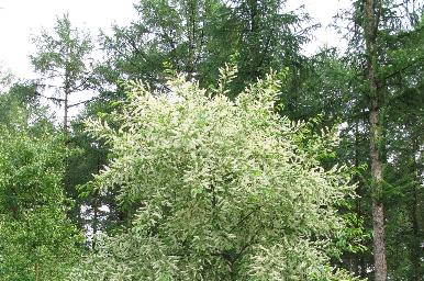 Advies betreffende Aanpak Amerikaanse vogelkers (Prunus serotina)