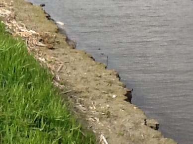 De totale ophoging van de kruin varieert daarmee tussen 0,30 en 0,50 m. - De damwanden worden dusdanig hoog en stabiel dat ze de functie van de waterkering kunnen overnemen.